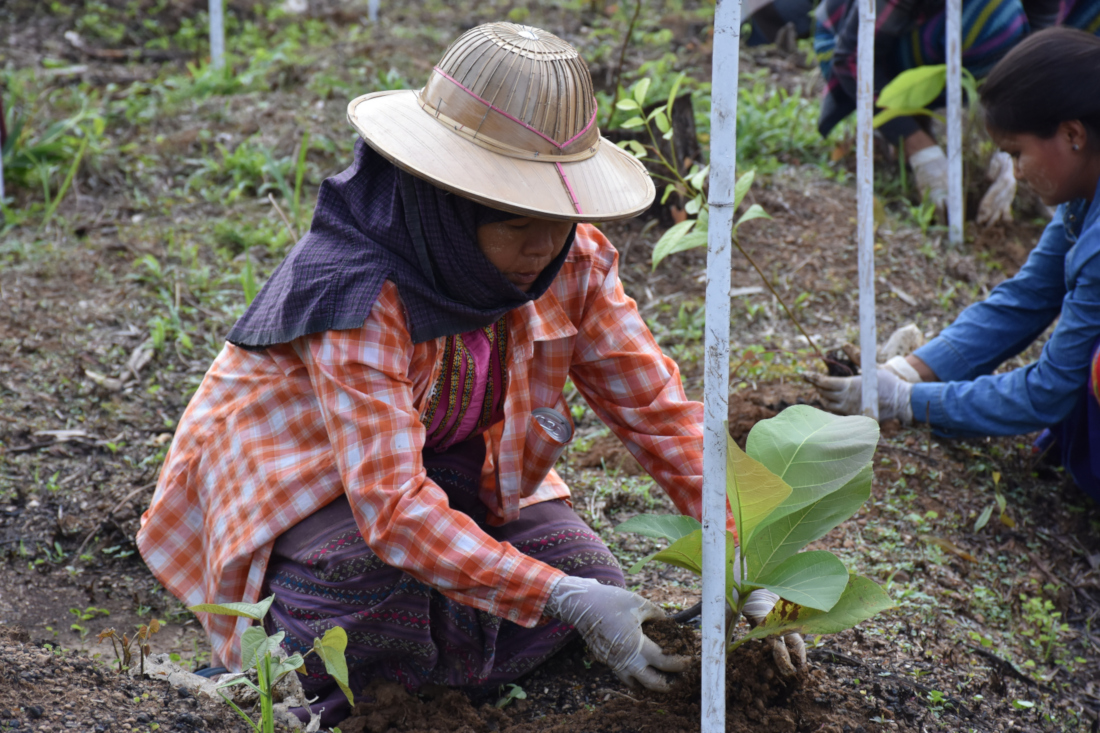 Tree Plantation Day 2019