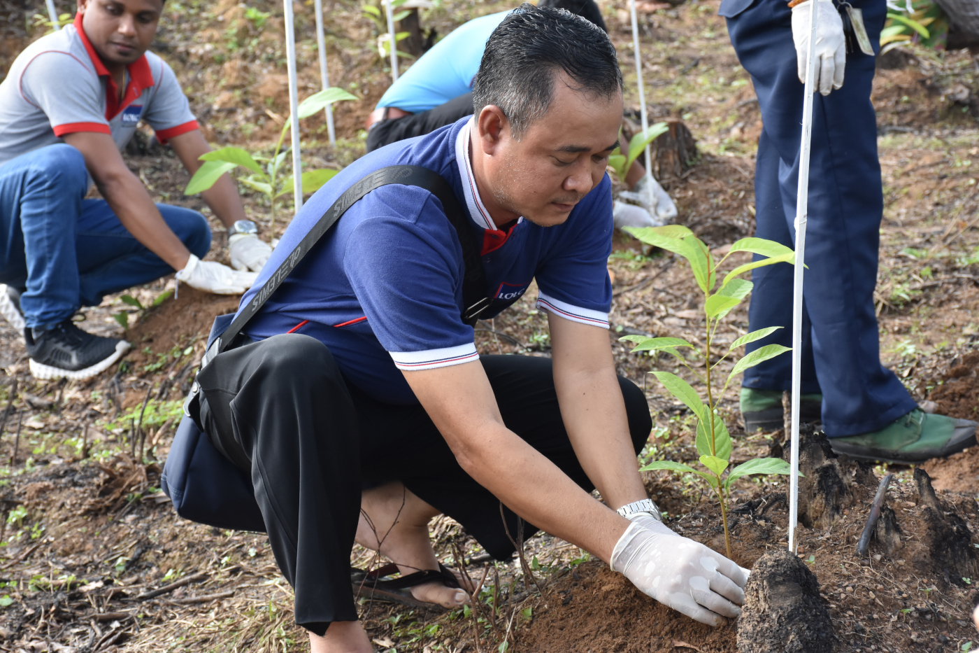 Tree Plantation Day 2019