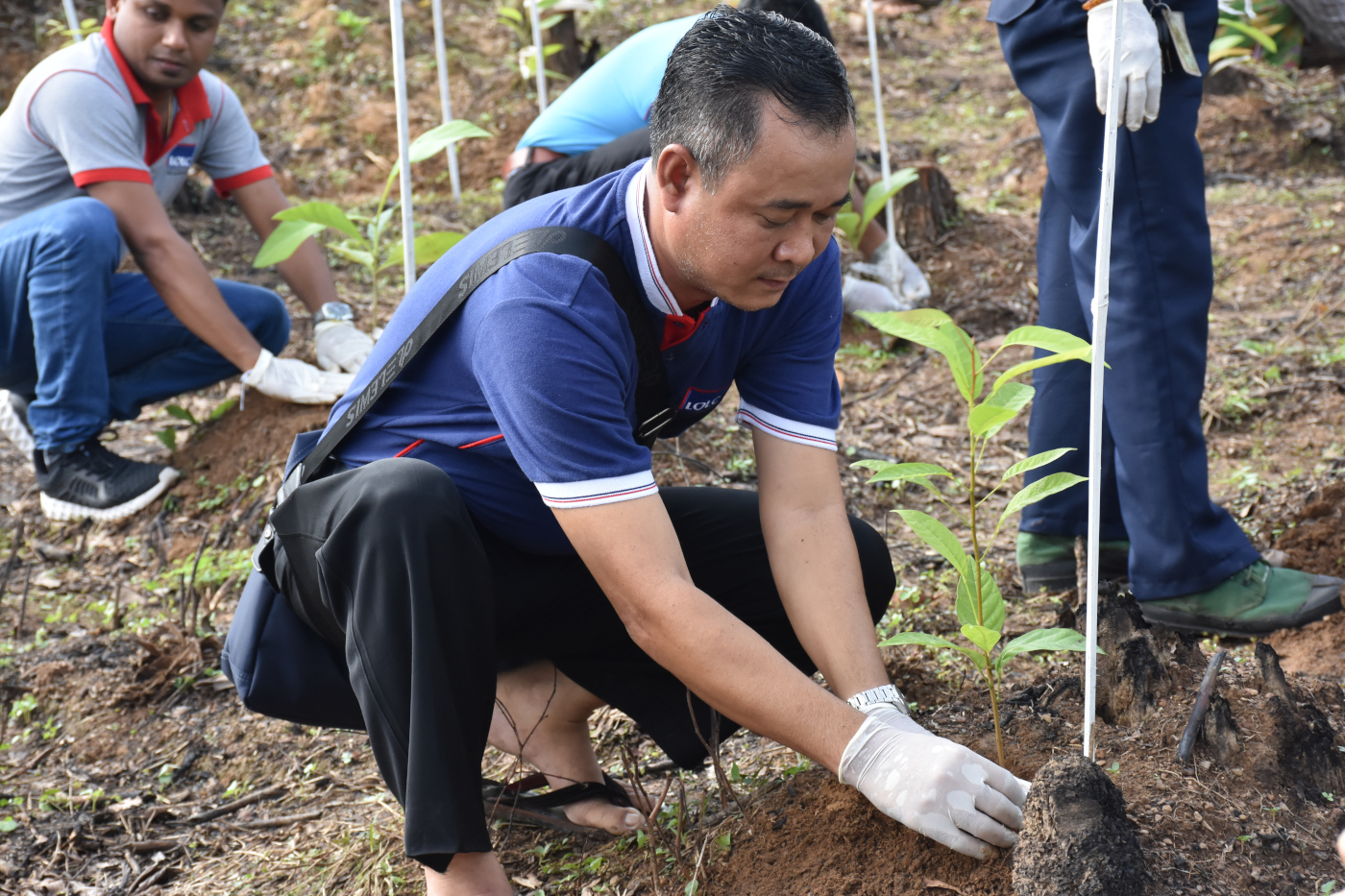 Tree Plantation Day 2019