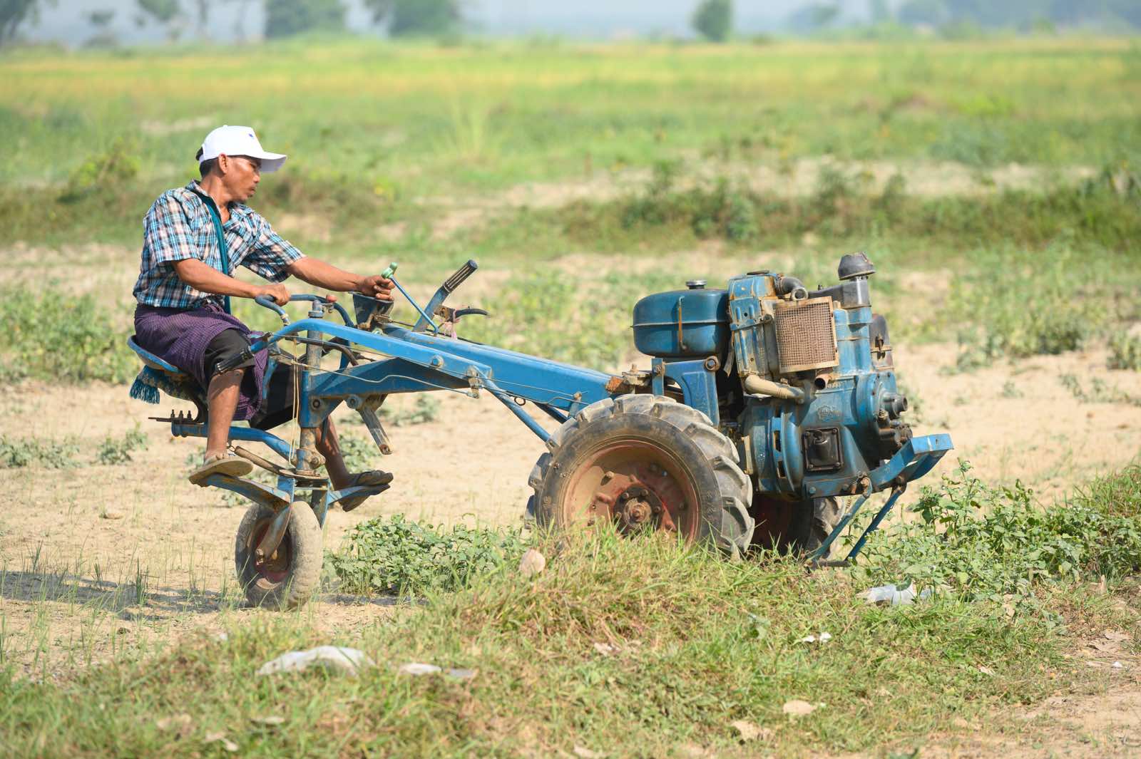 Monsoon agriculture season at Phayargyi branch